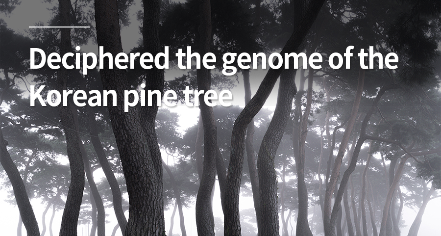 Professor Kim Seungils team succeeded in deciphering the genome of the Korean pine tree Jeongipumsong