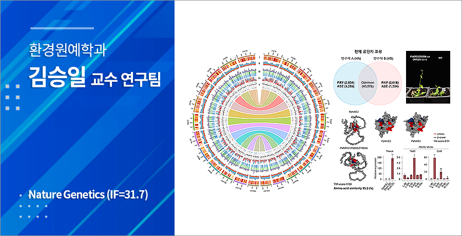 김승일 교수팀, 한국 소나무 정이품송 유전체 해독 성공