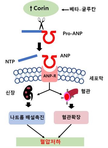 Corin 베타글루칸