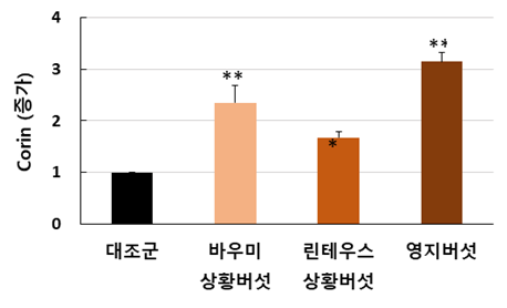 대조군 바우미상황버섯 린테우스상황버섯 영지버섯